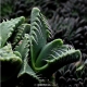 بذر ساکولنت پوزه ببری Faucaria tigrina