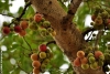 بذر بونسای انجیر خوشه ای cluster fig