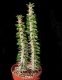 بذر کاکتوس آلوآدیا پروچرا alluaudia procera