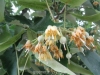 بذر بونسای درخت نمدار tilia cordasa