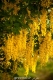 بذر درختچه باران طلایی golden rain