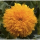 بذر آفتابگردان عروسکی teddy bear sunflower