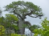 بذر درخت با او باب آفریقا Adansonia Digitata
