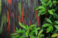 بذر درخت اکالیپتوس رنگین کمانی rainbow eucalyptus