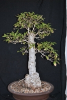 بذر درخت اسطوخودوس Heteropyxis natalensis