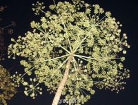 بذر درخت هویج steganotaenia araliacea