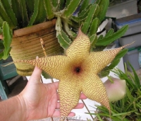 بذر ساکولنت ستاره دریایی stapelia gigantea