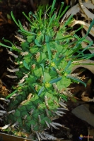 بذر افوربیا شوانلاندی euphorbia schoenlandii