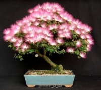 بذربونسای ابریشم مصری albizia bonsai