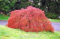 بذر درخت افرا مجنون قرمز ژاپنی